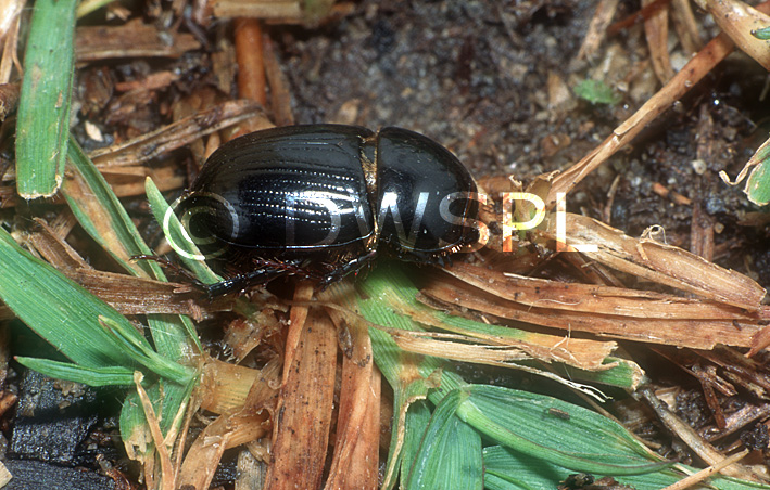 stock photo image: Insect, insects, beetle, beetles, african, black, african black, african black beetle, african black beetles, black beetle, black beetles, pest, pests, lawn, lawns, lawn pest, lawn pests, heteronychus, arator, heteronychus arator, plant pest, plant pest.