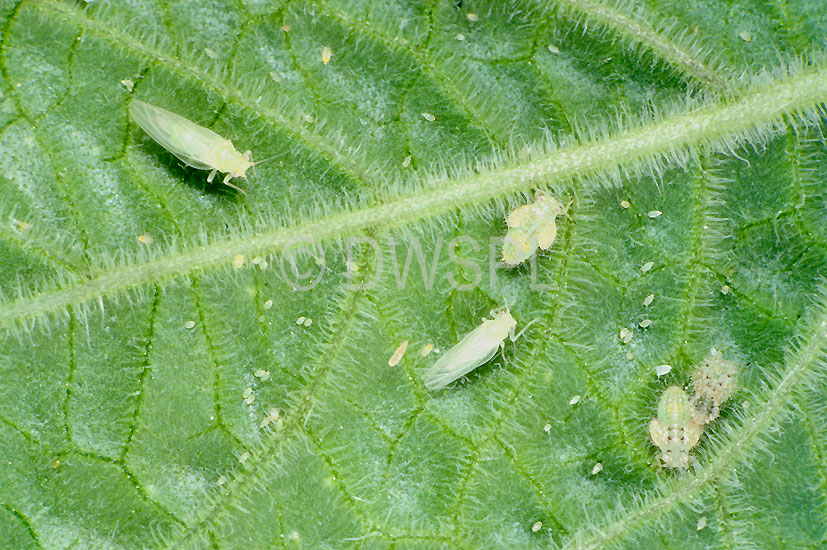 stock photo image: Insect, Insects, Arthropod, Arthropods, insecta, pest, Pests, plant pest, plant pests, jassid, jassids, leafhopper, leafhoppers, leaf hopper, leaf hoppers.