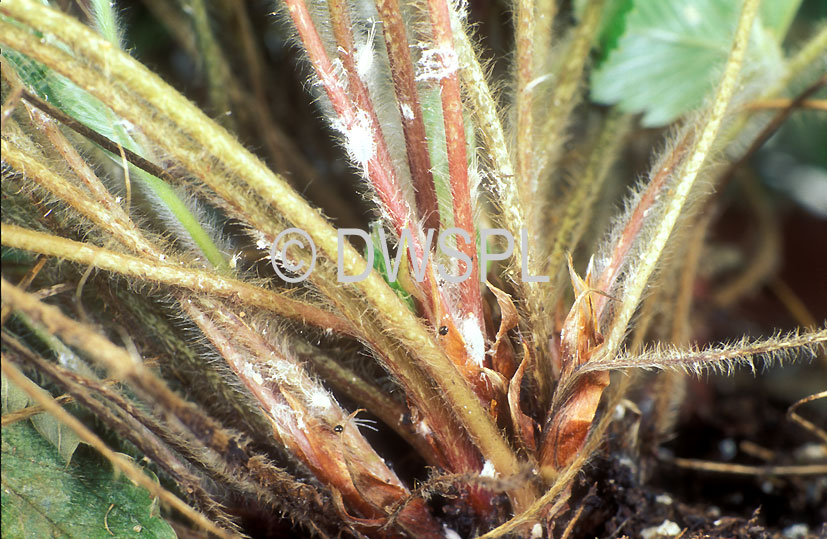 stock photo image: Insects, insect, plant pest, plant pests, pest, pests, mealy bug, mealy bugs, strawberry, strawberries, Hemiptera, hemipterous, mealybug, mealybugs, Berry Fruits, mealy bug, mealy bugs.