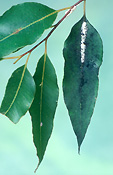Hemiptera, hemipterous, pest, pests, insect, insects, scale insect, scale insects, scale insect, scale insects, coccidae, scale, scales, mould, moulds, sooty, sooty mould, Eucalyptus, eucalyptus tree, eucalyptus trees, plant pest, plant pests.