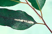 Hemiptera, hemipterous, pest, pests, insect, insects, scale insect, scale insects, scale insect, scale insects, coccidae, scale, scales, mould, moulds, sooty, sooty mould, Eucalyptus, eucalyptus tree, eucalyptus trees, plant pest, plant pests.