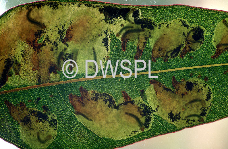 stock photo image: Pest, pests, plant pest, plant pests, sawfly, sawflies, larvae, phylacteopha, leafblister, leafblister sawfly, leafblister sawflies, leaf, leaves, leaf blister, leaf blister sawfly, leaf blister saw flies, eucalyptus, eucalyptus tree, eucalyptus trees, gum tree, gum trees.