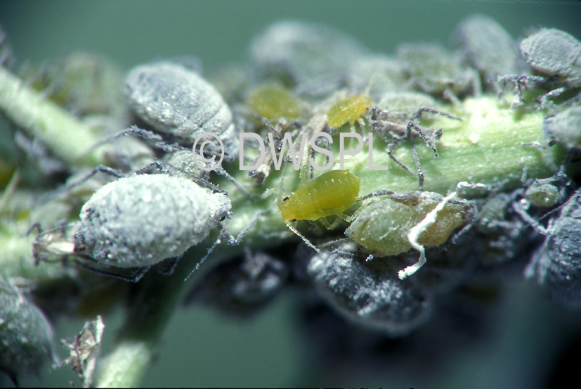 stock photo image: Insect, Insects, Arthropod, Arthropods, insecta, Pest, Pests, plant pest, plant pests, aphid, aphids, cabbage, cabbage grey, cabbage grey aphid, cabbage grey aphids, Hemiptera, hemipterous, bean, beans.