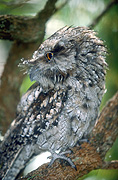 Bird, birds, australian bird, australian birds, frogmouth, animal, animals, frogmouth, frogmouths, mopoke, mopokes, tawny frogmouth, tawny frogmouths, tawny frogmouth owl, tawny frogmouth owls, podargus, podargus strigoides.