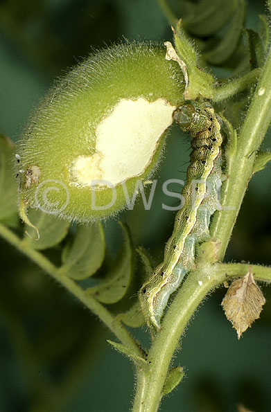 stock photo image: Pest, pests, plant pest, plant pests, caterpillar, caterpillars, heliothis.