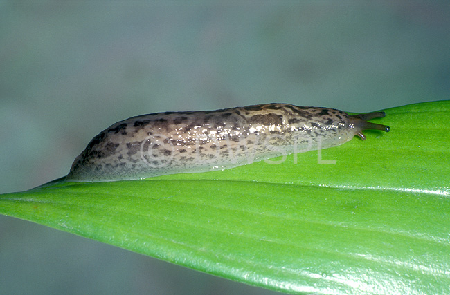 stock photo image: Pest, Pests, slug, slugs, mollusc, molluscs, leopard, leopard slug, leopard slugs, limax, Limax maximus, maximus, tiger, tiger slug, tiger slugs, great grey, great grey slug, great grey slugs, great grey garden slug, great grey garden slugs, garden slug, garden slugs, spotted, spotted leopard slug, spotted leopard slugs, leopard slug, leopard slugs, canna, cannas, plant pest, plant pests, gastropod, gastropods, gastropoda.