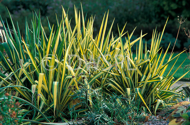 stock photo image: Flower, flowers, Yucca, Yuccas, Liliaceae, perennial, perennials, filamentosa, yucca filamentosa, garland gold, garlands gold.