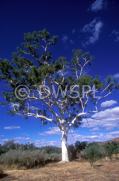 stock photo image: Tree, Trees, Gum tree, Gum trees, eucalyptus, eucalyptus tree, eucalyptus trees, ghost gum, ghost gums, outback, australian outback, outback australia, australia, nt, northern territory.