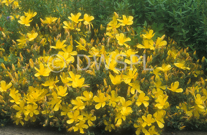 stock photo image: Flower, flowers, guttiferae, aarons beard, yellow, yellow flower, yellow flowers, medicinal, Herb, Herbs, medicinal herb, medicinal herbs, St Johns Wort, wort, worts, Saint Johns Wort, medicinal plant, medicinal plants, hypericum, hypericum olympicum, olympicum, edith, klamath weed, perforate st johns wort.