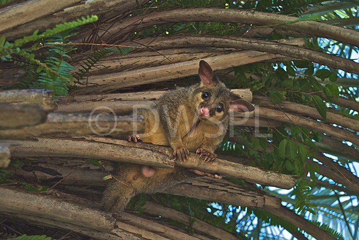 stock photo image: Australia, qld, queensland, brisbane, animal, animals, possum, possums, brushtail, brushtail possum, brushtail possums, tree, trees, trichosurus, vulpecula, trichosurus vulpecula, RM75,