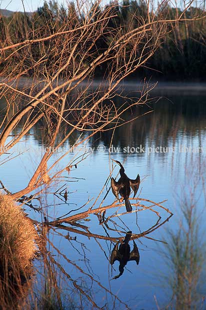 stock photo image: Australia, act, australian capital territory, canberra, yarramundi, yarramundi reach, lake burley griffin, lake, lakes, burley griffin, water, Animal, Animals, Bird, birds, darter bird, darter birds, Anhinga, melanogaster, snake bird, snake biards, Anhinga melanogaster.