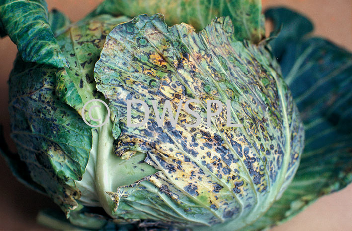 stock photo image: Disease, diseases, plant disease, plant diseases, mosaic, cabbage, cabbages.