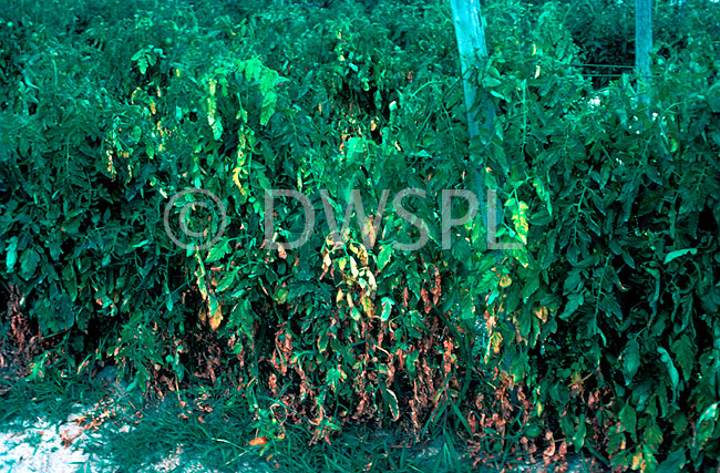 stock photo image: Disease, diseases, plant disease, plant diseases, wilt, wilts, fusarium, fusarium wilt, tomato, tomatoes, fuasarium, osysporum, lycpersici, fungus, fungi.