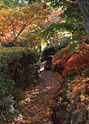 Garden, Gardens, Autumn, Autumn scene, Autumn scenes, autumn garden, autumn gardens, footpath, footpaths, path, paths, autumn scene, autumn scenes, pathway, Pathways, walkway, walkways, tree, trees, wood, woods, forest, forests, blue mountains, great dividing range, nsw, new South Wales, australia.