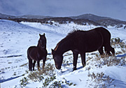Animal, Animals, Horse, Horses, Brumby, Brumbies, wild, wild horse, wild horses, feral, feral animal, feral animals, national park, national parks, snow, snow scene, snow scenes, cold, kosciusko, great dividing range, kosciusko national park, kosciusko np, new South Wales, NSW, Australia, dead horse gap, winter, winter scene, winter scenes, alps, australian alps.