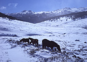 Animal, Animals, Horse, Horses, Brumby, Brumbies, wild, wild horse, wild horses, feral, feral animal, feral animals, national park, national parks, snow, snow scene, snow scenes, cold, kosciusko, great dividing range, kosciusko national park, kosciusko np, new South Wales, NSW, Australia, dead horse gap, winter, winter scene, winter scenes, alps, australian alps.