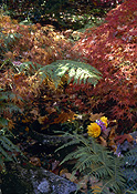 Garden, gardens, autumn, autumn foliage, fern, ferns, maple, maples, tree, trees.