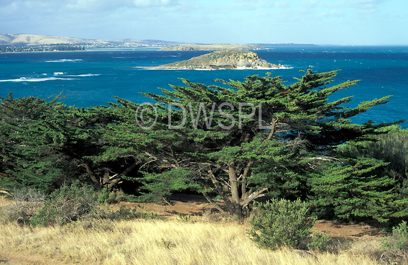 stock photo image: Australia, SA, South Australia, Victor, Victor Harbour, Granite Island, fleurieu, peninsula, peninsulas, Fleurieu Peninsula, coast, coasts, coastline, coastlines, TREE, TREES.