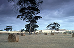 Australia, SA, South Australia, Fleurieu, Fleurieu Peninsula, Peninsula, Peninsulas, Rural, Rural Scene, Rural Scenes, Agriculture, Farming, Farmland, farm, farms, hay, haybale, haybales, hay bale, hay bales, crop, crops, tree, trees, straw, straw bale, straw bales.