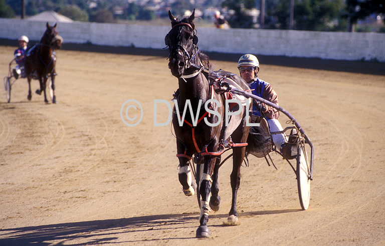 stock photo image: Sport pictures, Sports, trot, trots, trotting, horse trots, race, races, racing, horse, horses, animal, animals, horse racing, horseracing, race, races, racing, jockey, jockeys, bankstown, bankstown trots, trotter, trotters.