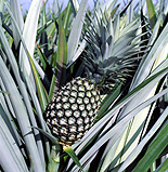 PINEAPPLE (ANANAS COMOSUS)