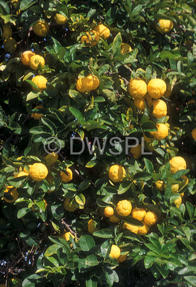 stock photo image: Fruit, Citrus fruit, citrus fruits, Citrus, citrus tree, citrus trees, Citrus limon, limon, rough, rough lemon, rough lemons, lemon, Lemons, Rutaceae, lemon tree, lemon trees, tree, trees, fruit tree, fruit trees, Agriculture, citrus, citrus tree, citrus trees.