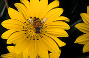 Insect, insects, bee, bees, honeybee, honey bees, honey bee, honey bees, honey, gazania, gazanias, insect, insects, pollinate, pollinating, pollination, pollin, apis mellifera, flower, flowers, yellow, yellow flower, yellow flowers.