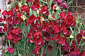 A ROYALTY FREE IMAGE OF: SWEET PEA (LATHYRUS)