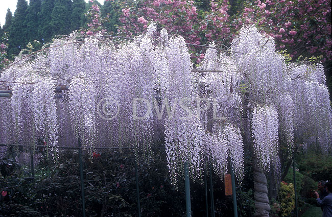 stock photo image: Garden, gardens, pergola, pergolas, garden structure, garden structures, Flora, flower, flowers, wisteria, wisterias, purple flower, purple flowers, fence, fences, picket fence, picket fences, wistaria, wistarias, leguminosae.