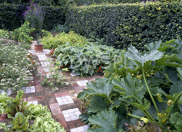 stock photo image: Garden, gardens, footpath, footpaths, path, paths, pathway, pathways, hedge, hedges, hedging, vegetable, vegetables, vegetable garden, vegetable gardens, herb, herbs, herb garden, herb gardens.