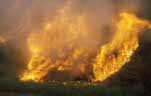 Fire, Fires, flame, flames, burning, smoke, Burning off, burning-off, Spiny rush, Werribee Zoo, Vic, Victoria, zoos, Australia, IS47,
