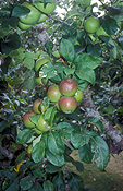 Fruit, Apple, Apples, Apple tree, apple trees, tree, tree, Malus, Rosaceae, orchard, orchards, Agriculture, st erth, victoria, vic, australia, IS47,