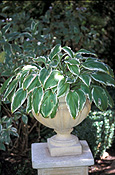 Hosta, hostas, perennial, perennials, herbaceous, shade, shade plant, shade plants, hosta montana, pot, pots, garden pot, garden pots, outdoor pot, outdoor pots, IS47,