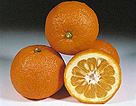 Food, Fruit, orange, oranges, seville orange, seville oranges, seville, seville sour, seville sour orange, seville sour oranges, malaga, malaga bitter orange, malaga bitter oranges, citrus, citrus fruit, citrus fruits, citrus, citrus tree, citrus trees.