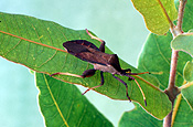 NYMPH OF THE CRUSADER BUG ALSO KNOWN AS HOLY CROSS BUG