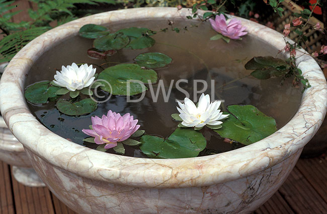 stock photo image: Pot, pots, potted, garden pot, garden pots, outdoor pot, outdoor pots, waterlily, waterlilies, water lily, water lilies.