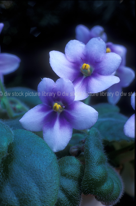 stock photo image: Flower, flowers, violet, violets, african, african violet, african violets, saintpaulia, ionantha, saintpaulia ionantha, purple, purple flower, purple flowers, star eyes.