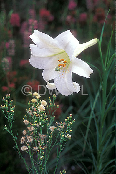 stock photo image: Flower, flowers, lily, lilies, bulb, bulbs, liliaceae, formosum, lilium formosum, formosa, formosa lily, formosa lilies, Lilium, liliums, white, white flower, white flowers.