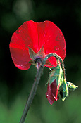 SWEET PEA (LATHYRUS)