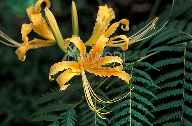 stock photo image: Flower, flowers, ORANGE, ORANGE flower, ORANGE flowers, nerine, nerines, amaryllidaceae.