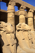Egypt, luxor, karnak, temple, temples, karnak temple, sphinx, sphinxes, column, columns, pillar, pillars, architecture, egyptian.