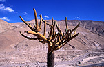 Chile, cactus, cacti, cactuses, lauca, lauca national park, national parks, lauca np, succulent, succulents.