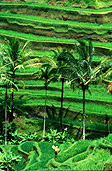 Indonesia, Bali, tegalalang, ubud, rice, rice field, rice fields, terrace, terraces, rice terrace, rice terraces, palm tree, palm trees, agriculture, rural, rural scene, rural scenes.