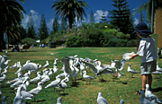 Australia, people, child, children, boy, boys, male, males, Animal, Animals, Bird, birds, gull, gulls, charadrifformes, seagull, seagulls, silver gull, silver gulls, charadrifformes, Laridae, larus, larus novaehollandiae, people and animals, people with animals, park, parks, tree, trees, children and animals, children with animals, Surfers Paradise, Queensland, hat, hats, baseball hat, baseball hats, cap, caps, Qld, FF25,