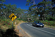 Signs, road sign, road signs, roadsign, roadsigns, highway, winding, winding road, winding roads, tree, trees, highways, sealed road, sealed roads, road, roads, hume highway, great dividing range, car, cars, motor vehicle, motor vehicles, vehicle, vehicles, hume highway, great dividing range, Vic, Victoria, arrow, arrows, australia, vFF25,