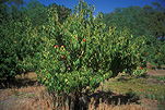 Food, fruit, tree, trees, fruit tree, fruit trees, Peach, peaches, Prunus, Prunus persica, persica, Deciduous, stone fruit, stone fruits, Rosaceae, orchard, orchards, Australia, New South Wales, Albury, tree, trees, peach tree, peach trees, FF25,