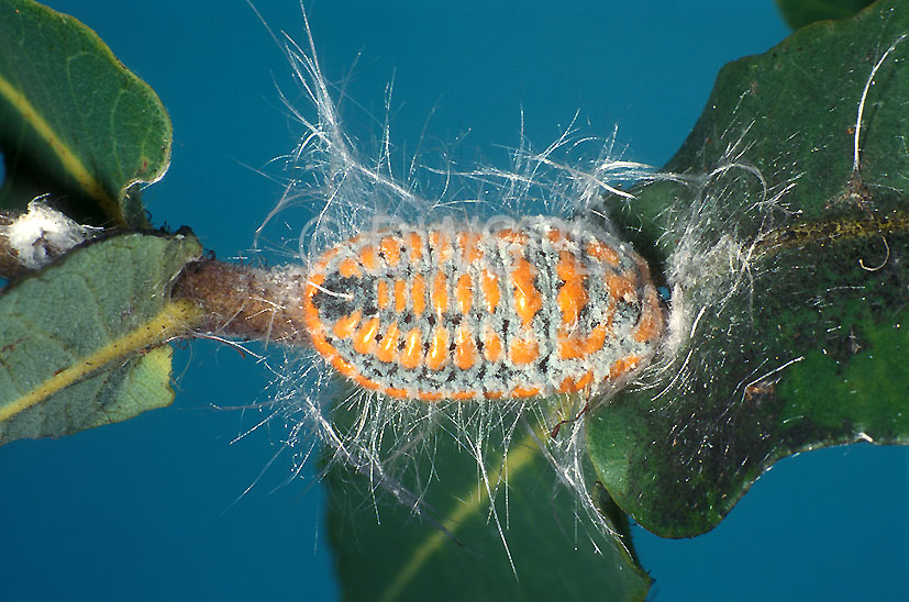 stock photo image: Insect, Insects, Arthropod, Arthropods, insecta, plant pest, plant pests, pest, pests, wooly mealy bug, wooly mealy bugs, woolly mealybug, woolly mealybugs, woolly, wooly, mealy bug, mealy bugs, meally bug, meally bugs, Hemiptera, hemipterous, mealybug, mealybugs, giant mealybug, giant mealybugs, giant, giant mealy bug, giant mealy bugs, monophlebulus, pilosior, monophlibulus pilosior.