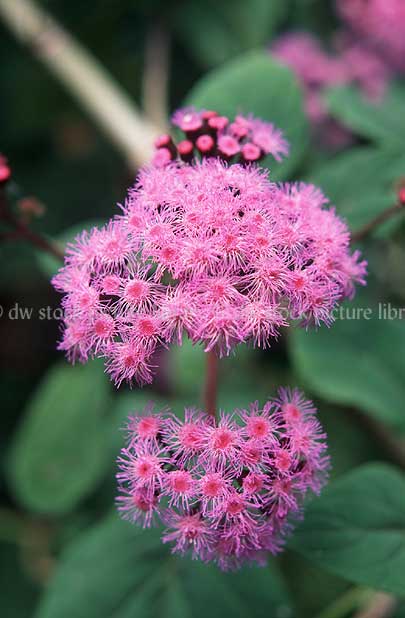 stock photo image: Flower, flowers, purple flower, purple flowers, eupatorium, eupatorium megalophyllum, mist flower, mist flowers, purple mist flower, purple mist flowers, bartlettina, sordida, bartlettina sordida.