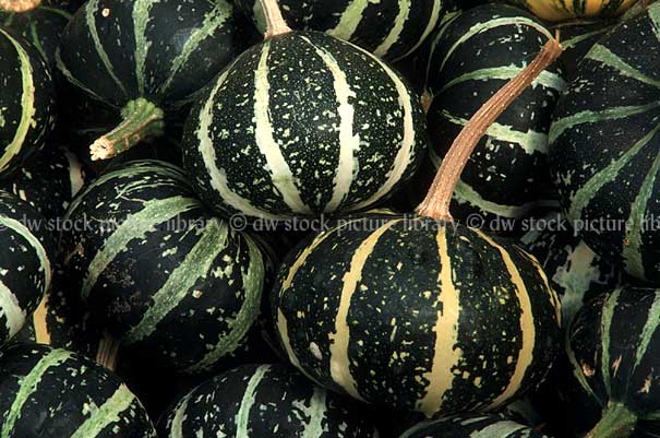 stock photo image: Food, vegetable, vegetables, cucurbita, cucurbitas, gourd, gourds, striped gourd, striped gourds, curcubitaceae.