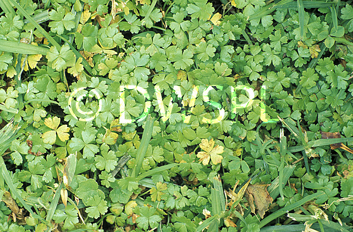 stock photo image: Herb, herbs, weed, weeds, invasive, invasive weed, invasive weeds, hydrocotyle, australian hydrocotyle, hydrocotyle, tripartita, hydrocotyle tripartita.